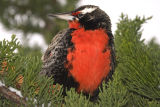 Long-tailed Meadow Lark